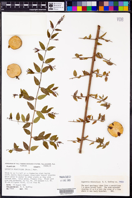 Sageretia minutiflora image