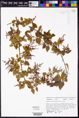 Sageretia minutiflora image