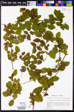 Sageretia minutiflora image