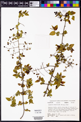 Sageretia minutiflora image