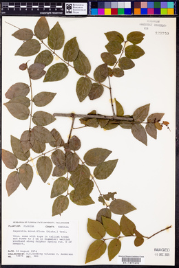 Sageretia minutiflora image