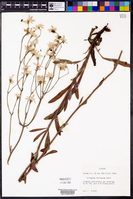 Eriogonum floridanum image