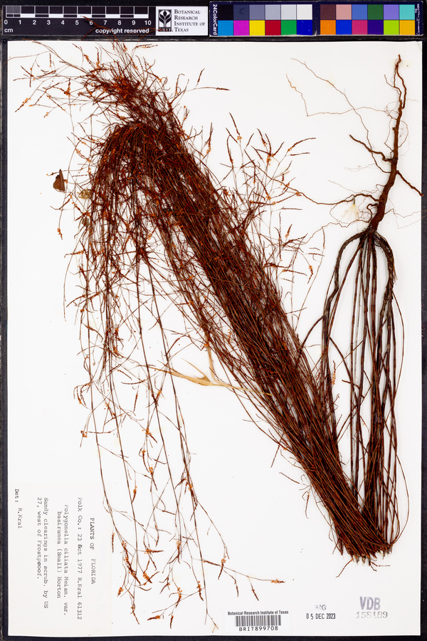 Polygonella ciliata var. basiramia image