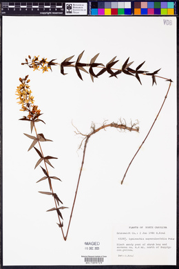 Lysimachia asperulifolia image