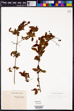 Sageretia minutiflora image