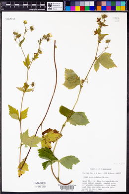 Geum geniculatum image