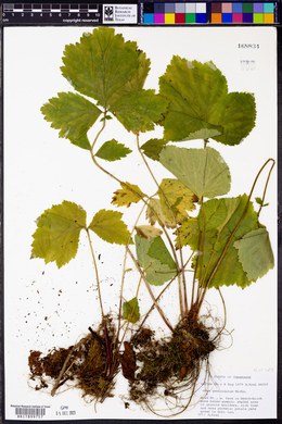 Geum geniculatum image