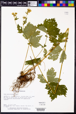 Geum geniculatum image