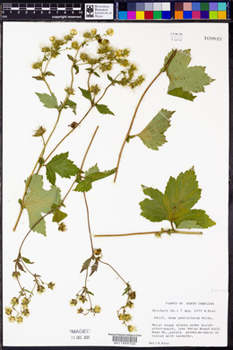 Geum geniculatum image