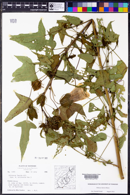 Hibiscus laevis image