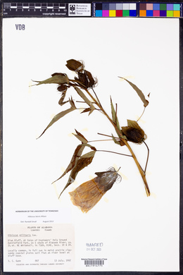 Hibiscus militaris image