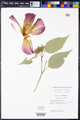 Hibiscus moscheutos image