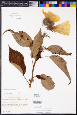 Hibiscus moscheutos image