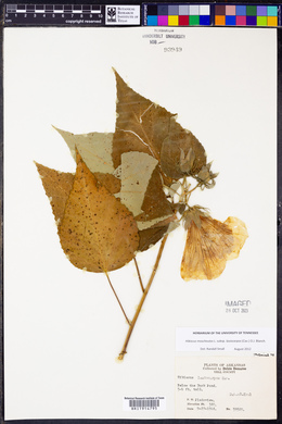 Hibiscus lasiocarpos image