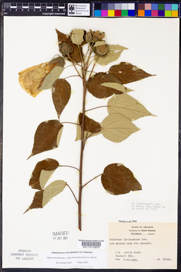 Hibiscus lasiocarpos image