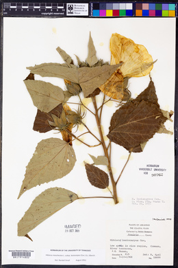 Hibiscus lasiocarpus image