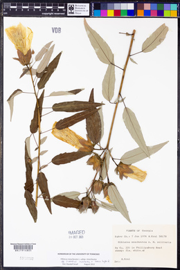 Hibiscus moscheutos image
