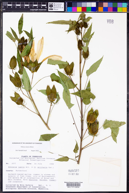 Hibiscus laevis image