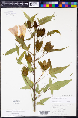 Hibiscus laevis image