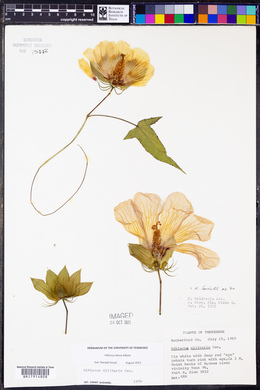 Hibiscus laevis image