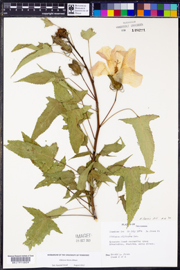 Hibiscus laevis image