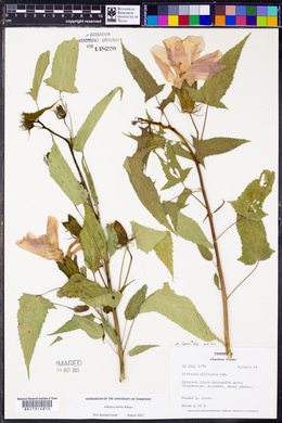 Hibiscus laevis image