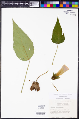 Hibiscus laevis image