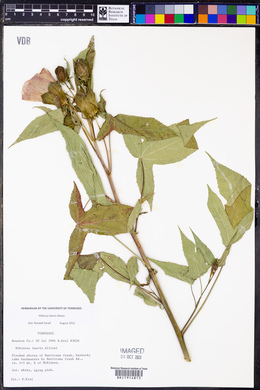 Hibiscus laevis image