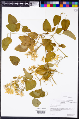 Clematis terniflora image