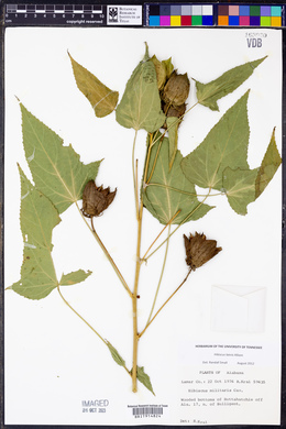 Hibiscus laevis image