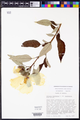 Hibiscus moscheutos image