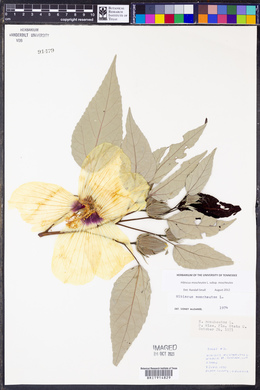 Hibiscus moscheutos image