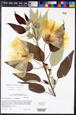 Hibiscus moscheutos image