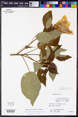 Hibiscus lasiocarpos image