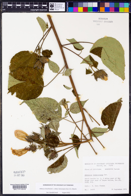Hibiscus lasiocarpos image