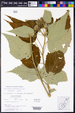 Hibiscus lasiocarpos image