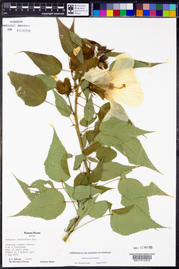 Hibiscus laevis image