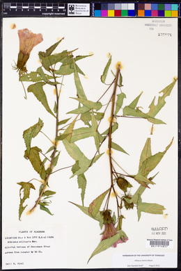 Hibiscus laevis image