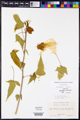 Hibiscus laevis image