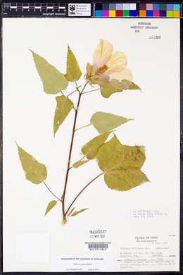 Hibiscus laevis image