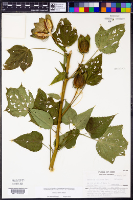 Hibiscus laevis image