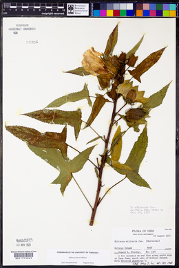 Hibiscus laevis image