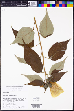 Hibiscus moscheutos image