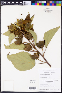 Hibiscus moscheutos image