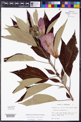 Hibiscus moscheutos image