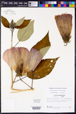 Hibiscus moscheutos image