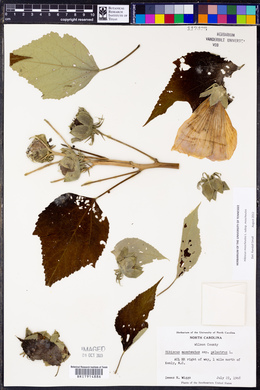Hibiscus moscheutos image