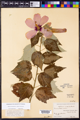Hibiscus moscheutos image