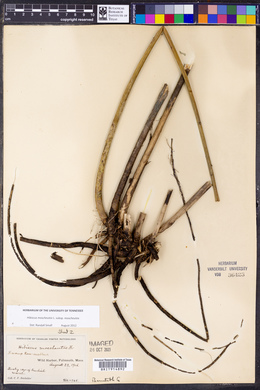 Hibiscus moscheutos image