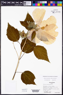 Hibiscus moscheutos image